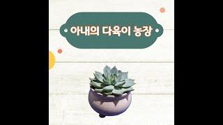 다육이 재배의 짧은 기록 _ 아내의 다육이 농장