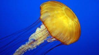 Facts: The Jellyfish