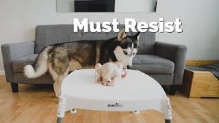 Leaving My Dog Alone with a Whole Chicken | Husky and Chicken
