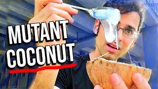 What a mutant coconut tastes like - MACAPONO