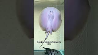 The stingray who danced for a man#shorts #stingray #animals #heartwarming #love #cute #pet