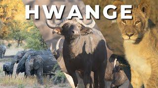 Hwange National Park - An unforgettable WILDLIFE SAFARI experience!