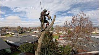 Step by Step Backyard Tree Removal