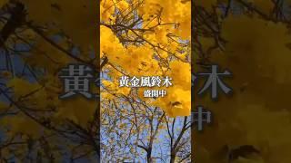 黃金風鈴木盛開！網美魚鱗階梯好夢幻   https://wenwen.pse.is/5nld4j