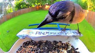 Wild Birds Eating Seeds in Backyard - Backyard Animals for Kids