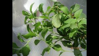 Stevia Plant Care