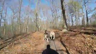 The fun section at Hidden Pond Park in Smithtown, NY Fat-Bikejoring with Tucker and Summer