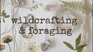 How to start Foraging and Wildcrafting  ︎ Green Witch