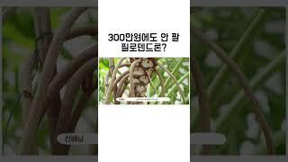 필로덴드론 셀렘이 300만원? 2m 70cm 대품 필로덴드론