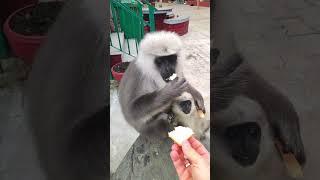 Monkey story, funny gray monkey moments #monkeystory #monkeymoments #funnymammals