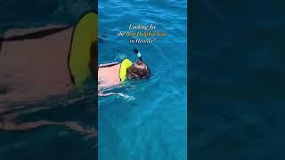 Looking for the best dolphin tour in Oahu? Join our Dolphins and You tour🩵 #oahu #hawaii #dolphins