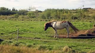 [PointFOOTAGE] Animals - Horse brown gray rolling down in farm - FS - 1050