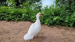 Lex Fridman interviews a goose