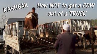 How NOT to get a cow out of a truck