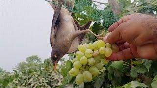 The bird got caught in the net l VIP birds l Birdsvoice...