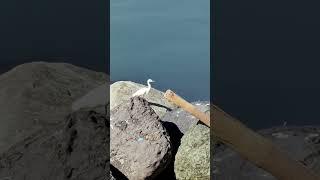 A white bird walking peacefully when suddenly