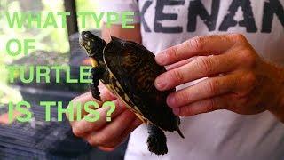 Kamp Kenan Army Challenge, What is this Turtle?