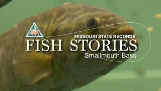 Missouri Record Fish Stories - Smallmouth Bass