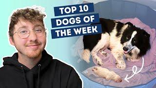 Dog Gives Birth to Massive Puppy | Top 10 Dogs of the Week!