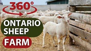 360 Ontario Sheep Farm