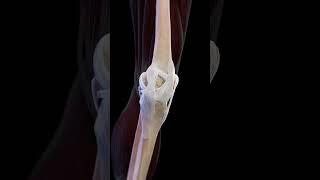 3d animation of the movement of the knee  #meded #anatomy