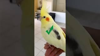 #shorts #shortvideo #viral #lovebirds #pets