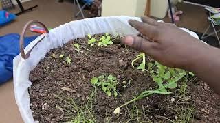 Transplanting from the Laundry Basket