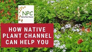 How can Native Plant Channel help you? What is it?