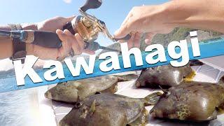 Eat fish liver raw!? Kawahagi fishing and cooking, one of the tastiest things in the sea