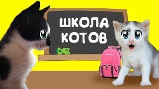 КОТ МАЛЫШ И КОШЕЧКА МУРКА идут в КОШАЧЬЮ ШКОЛУ ! УРОКИ для котов НОВЫЙ ЧЕЛЛЕНДЖ для  котенка