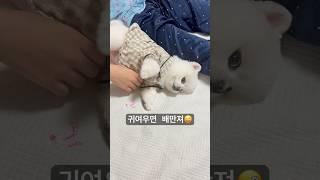 귀엽냐? 그럼 배 쓰다듬어봐! #봄방사수 #웃긴강아지