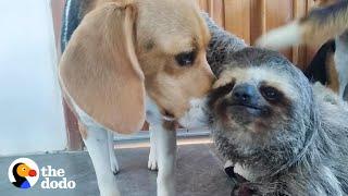 Rescued Sloth Becomes Best Friends With a Beagle | The Dodo Odd Couples