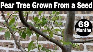 How to Grow Pear Trees from Seed - Month 69 Update