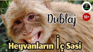 "S" Dublaj - Heyvanların İç Səsi - Sarxan Abushov-Dan