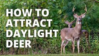 Best Proven Strategies For Daylight Deer Movement