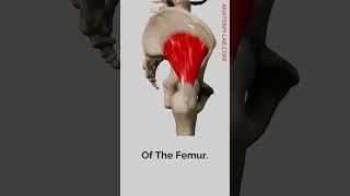 "The Gluteus Minimus: Key to Hip Internal Rotation"