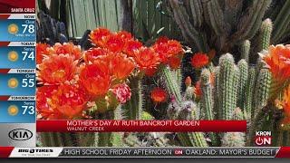 Mother's Day at Ruth Bancroft garden