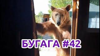 БУГАГА #42. Прикольные кубы и смешные видео за июнь 2019