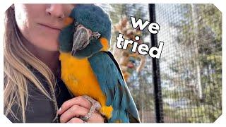 2 Macaws MEET! (FAIL )