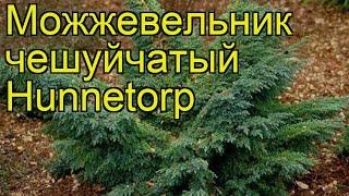 Можжевельник чешуйчатый Хуннеторп. Краткий обзор, описание juniperus squamata Hunnetorp