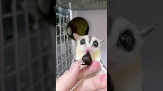 ブルーベリー食べる時の反応が面白すぎるww#フクロモモンガ #shorts