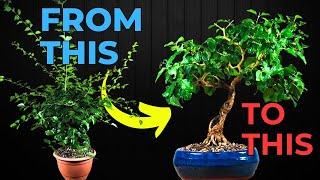 Ligustrum Bonsai Gets a STUNNING Makeover You Won't Believe!