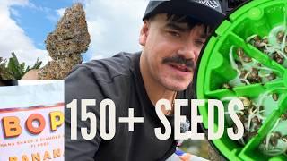 Germinating 150 Beans + Building the Dream Grow