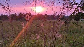 Красивое Раннее Утро.  Восход Солнца. Звуки природы. Early morning. Sunrise. Sounds of nature.
