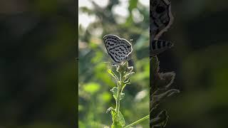 Enchanting Butterflies: A Stunning Journey Through Their World