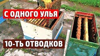 Наглядный способ быстрого расширения пасеки Отводки пчел без подсадки маток