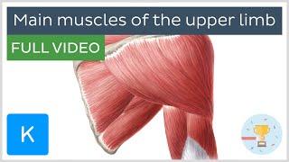 FULL VIDEO: Main muscles of the upper limb - Human Anatomy | Kenhub