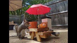 Grandpa Squirrel makes a mess! [wait till end] (The Adventures of Mellie the Talking Chipmunk)