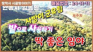 (24. 11. 11) 급해서 손해보고 파는 땅 ~~임하호 상류 군유림으로 둘러싸인 임야.