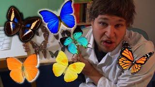 The Entomology Experience: STUDY ENTOMOLOGY! Entomology is not boring (ft. Bart Coppens)